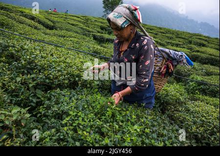 Donne lavoratori del tè saccheggiare foglie di tè durante il monsone nuvoloso nel giardino del tè dell'era britannica Orange Valley Tea Garden si è diffuso su un'area di 347,26 ettari (858,1 acri) ad un'altitudine che varia da 3.500 a 6.000 piedi (1.100 a 1.800 m) sopra il livello medio del mare, È un giardino biologico che produce principalmente tè nero a Darjeeling, nel Bengala Occidentale. L'India è il secondo paese produttore di tè più grande del mondo dopo la Cina. Il salario di lavoro delle lavoratrici povere del tè è molto basso, e la maggior parte di esse proviene dal paese vicino Nepal in cerca di lavoro. India. Foto Stock