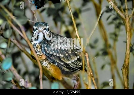 Little American Robin fledgling, Turdus migratorius, in un cortile a New York City, NY, Stati Uniti Foto Stock