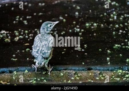 Little American Robin fledgling, Turdus migratorius, in un cortile a New York City, NY, Stati Uniti Foto Stock