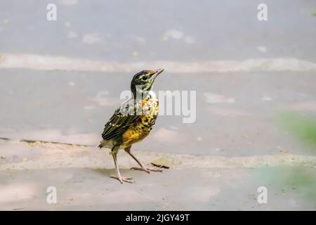 Little American Robin fledgling, Turdus migratorius, in un cortile a New York City, NY, Stati Uniti Foto Stock