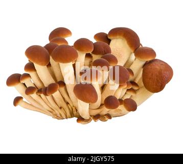 Funghi freschi primo piano isolato su sfondo bianco, profondità di campo poco profonda Foto Stock
