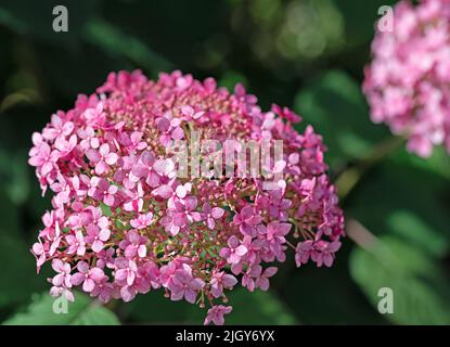 In fiore hydrangea rossa in un primo piano Foto Stock