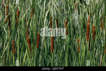 Merletto di canna, Grande reedmace, torride. Cattails. typha latifolia. Bulrushes primo piano Foto Stock