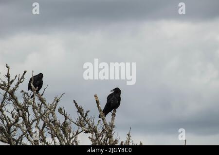 Corvi selvatiche che si aggettano su alberi appassiti nel deserto Foto Stock