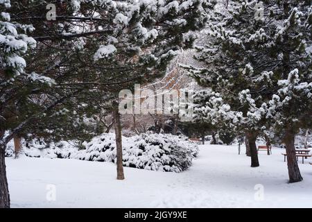 Pini e panchine sotto la neve in inverno Foto Stock