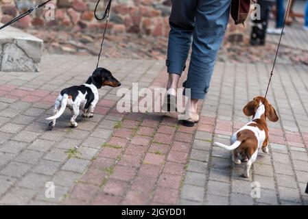 Tre mini dachshund su un guinzaglio dal retro. Foto di alta qualità Foto Stock