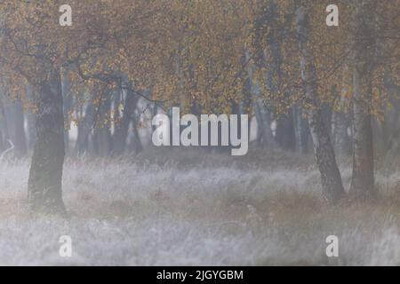 Bosco di betulla al mattino in autunno, foglie gialle, hoarfrost, nebbia macinata Foto Stock