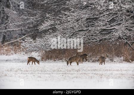 un gruppo di cervi alla ricerca di cibo su un campo innevato, alberi innevati sullo sfondo Foto Stock