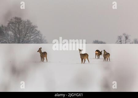 un gruppo di cervi che predica su un campo innevato Foto Stock