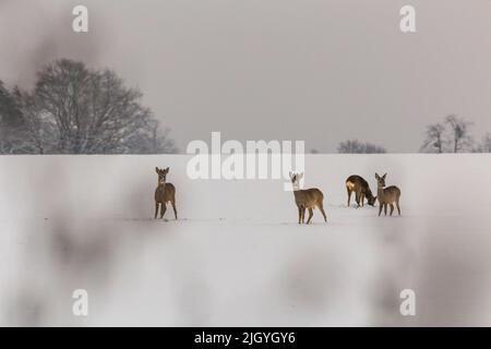 un gruppo di cervi che predica su un campo innevato Foto Stock
