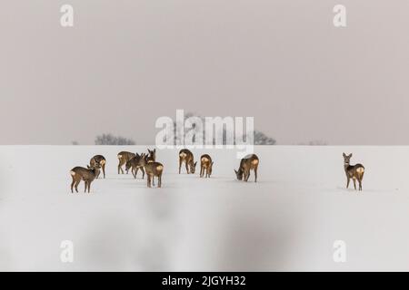 un gruppo di cervi che predica su un campo innevato Foto Stock