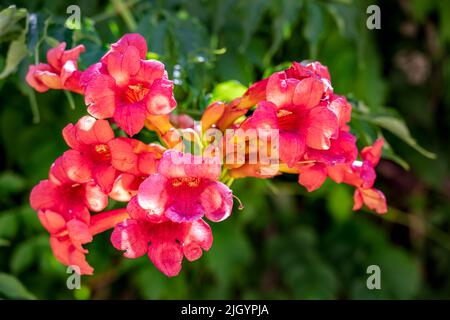 Campsis radicans o tromba fiori di vite al sole in estate, primo piano Foto Stock