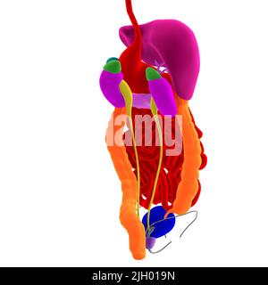 3D-illustrazione degli organi e del colon di un corpo maschile Foto Stock