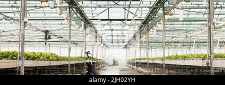 Green House e verdure verdi. Piante giovani che crescono in un vivaio molto grande. Banner Web. Foto Stock