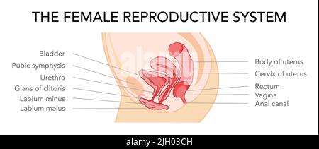 Utero del sistema riproduttivo femminile in diversi stili e sezioni trasversali. Vista laterale in un taglio. Anatomia umana schema di ubicazione degli organi interni, icona di stile cervix piatto. Illustrazione medica vettoriale Illustrazione Vettoriale