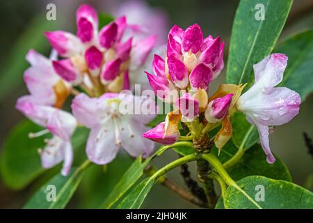 Splendidi germogli di rododendro rosa e bianco lungo l'Appalachian Trail a Mountain Crossings / Walasi-Yi nelle montagne della Georgia nord-orientale. (USA) Foto Stock