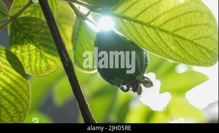 Primo piano di frutta guava sull'albero Foto Stock