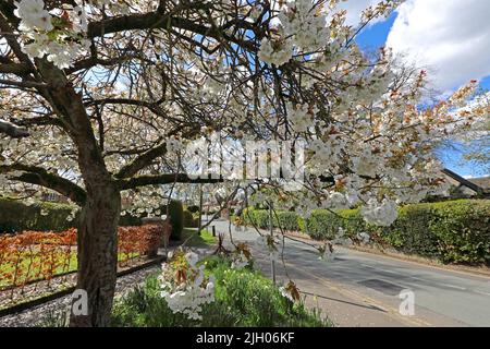 Primavera in Broad Lane, Grappenhall, Warrington, Cheshire, Inghilterra, REGNO UNITO, WA4 3ET Foto Stock