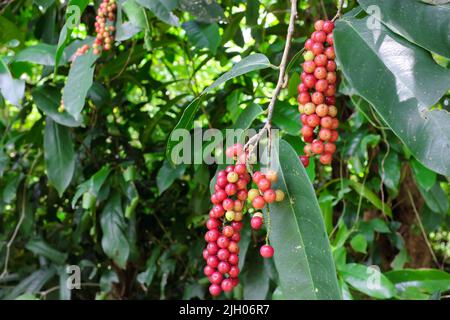 Antidesma bunius o albero di bignay con frutta matura. Foto Stock