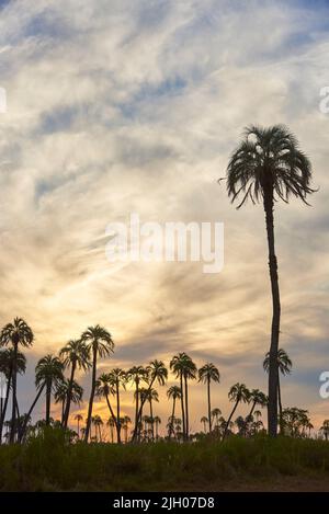 Tramonto drammatico nel Parco Nazionale di El Palmar, in Entre Rios, Argentina, un'area naturale protetta dove si trova la palma endemica di Butia yatay. Foto Stock