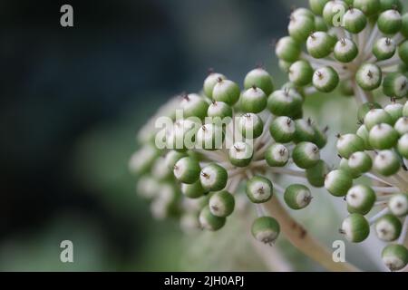 Primo piano estremo di piccoli frutti verdi rotondi di pianta Fatsia japonica. Macro di fatsi Foto Stock
