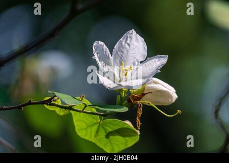 Fiore bianco di Orchidea Snowy nel nord della Thailandia. (Impianto Bauhinia acuminata) Foto Stock