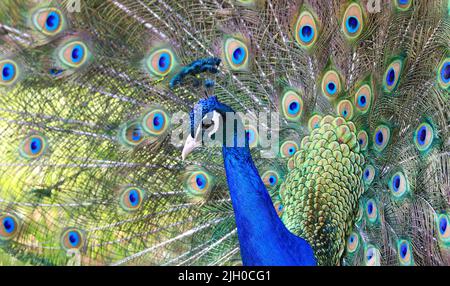 Peacock ritratto da vicino con la sua bella coda sullo sfondo Foto Stock