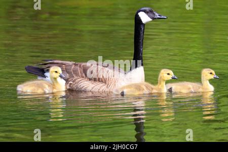 Canadian Geese Babies nuotare sul lago con bei riflessi e primo piano verde Foto Stock