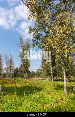 Vista di alberi di eucalipto e campi di fiori di anemone rosso, deserto del Negev settentrionale, Israele meridionale, Darom Adom Festival. Foto di alta qualità Foto Stock