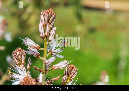 Asphodelus Albus, comunemente noto come asfodel a fiore bianco, è un perenne erbaceo. Un'ape ha nettare da un fiore. Foto di alta qualità Foto Stock