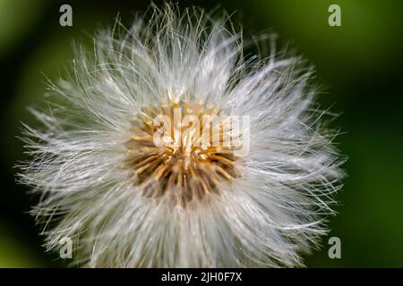 Taraxacum officinale crescere in prato, da vicino Foto Stock