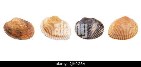 insieme di conchiglie isolate su sfondo bianco. Seashell per voi design. Foto Stock