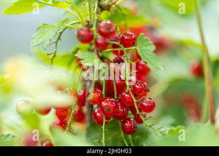 Macroscopio di frutti rossi maturi di ribes. Foto di alta qualità Foto Stock