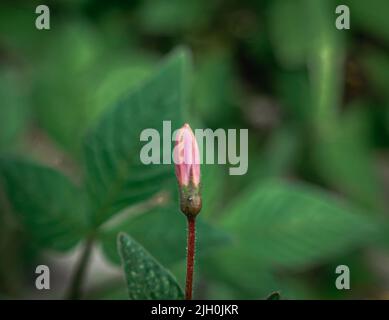 Primo piano foto di maman lanang fiore germoglio con nome scientifico Cleome rutidosperma, sfondo natura, carta da parati natura Foto Stock