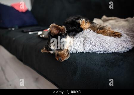 Yorkshire terrrier cucciolo posato su un divano closeup Mini yorkshire terrrier nero tan cucciolo posato su un divano scuro Foto Stock