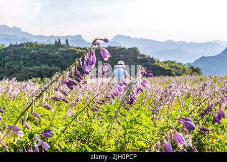 CHONGQING, CINA - 12 LUGLIO 2022 - la gente visita la base dei fiori di Hosta a Chongqing, Cina, il 12 luglio 2022. Foto Stock