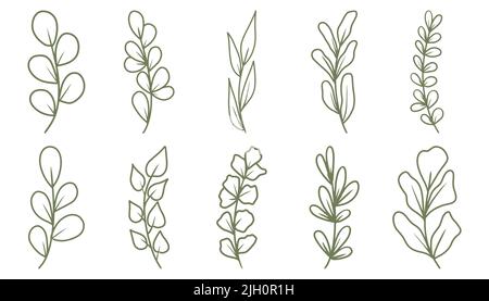 Set di foglie e rami vettoriali di doodle disegnati a mano. Floreale, elementi vegetali Illustrazione Vettoriale