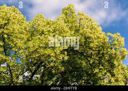 Tiglio in fiore. Lime albero in fiore agaista cielo blu. Fagotto fiorente in giornata di sole. Messa a fuoco selettiva Foto Stock