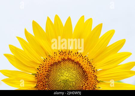 Primo piano di girasole gialle in piena fioritura in un'estate soleggiata, cielo bianco sfocato sullo sfondo. Concentratevi sul petalo. Foto Stock