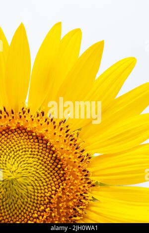 Primo piano di girasole gialle in piena fioritura in un'estate soleggiata, cielo bianco sfocato sullo sfondo. Concentratevi sul petalo. Foto Stock