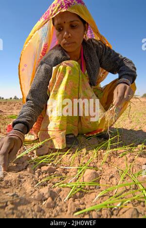 Lavoratrice donna che semina grano in un campo, India Foto Stock