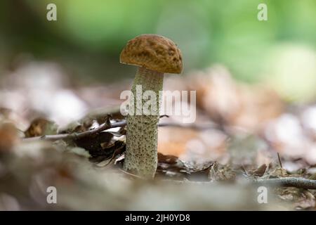 Un giovane fungo Leccinellum pseudoscabrum in estate Foto Stock