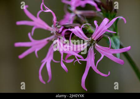 Primo piano dettaglio di un grappolo di fiori di Robin (Silene flos-cucoli) che crescono in un hedgerow del Devon del Nord. Foto Stock