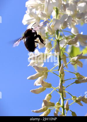 Un primo piano di una violacea Xylocopa su fiori bianchi di Wisteria in un campo sotto la luce del sole uno sfondo blu cielo Foto Stock