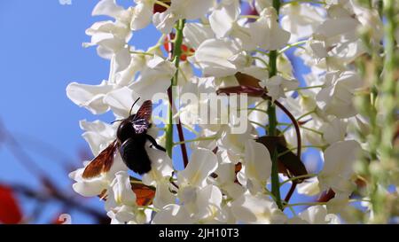 Un primo piano di una violacea Xylocopa su fiori bianchi di Wisteria in un campo sotto la luce del sole uno sfondo blu cielo Foto Stock