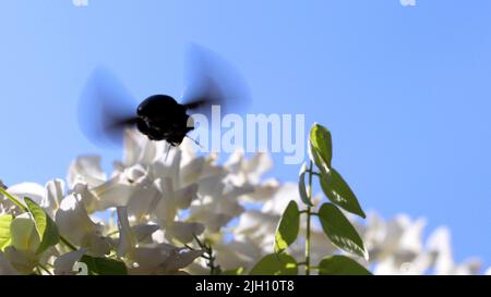 Un primo piano di una violacea Xylocopa su fiori bianchi di Wisteria in un campo sotto la luce del sole uno sfondo blu cielo Foto Stock