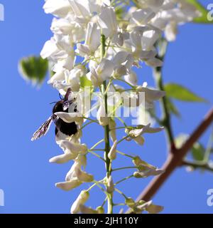 Un primo piano di una violacea Xylocopa su fiori bianchi di Wisteria in un campo sotto la luce del sole uno sfondo blu cielo Foto Stock