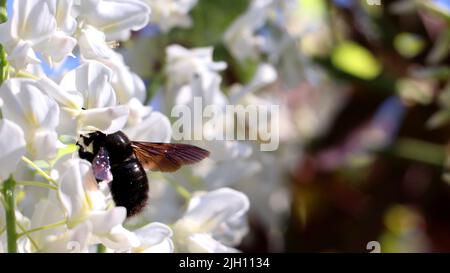 Un primo piano di una violacea Xylocopa su fiori bianchi di Wisteria in un campo sotto la luce del sole uno sfondo blu cielo Foto Stock