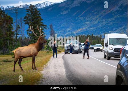 I turisti fotografano un cervo selvatico che attraversa una strada in Canada Foto Stock