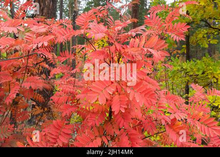 Autunno foresta sfondo con arbusti rowan con foglie rosse. Il concetto delle stagioni. Foto Stock